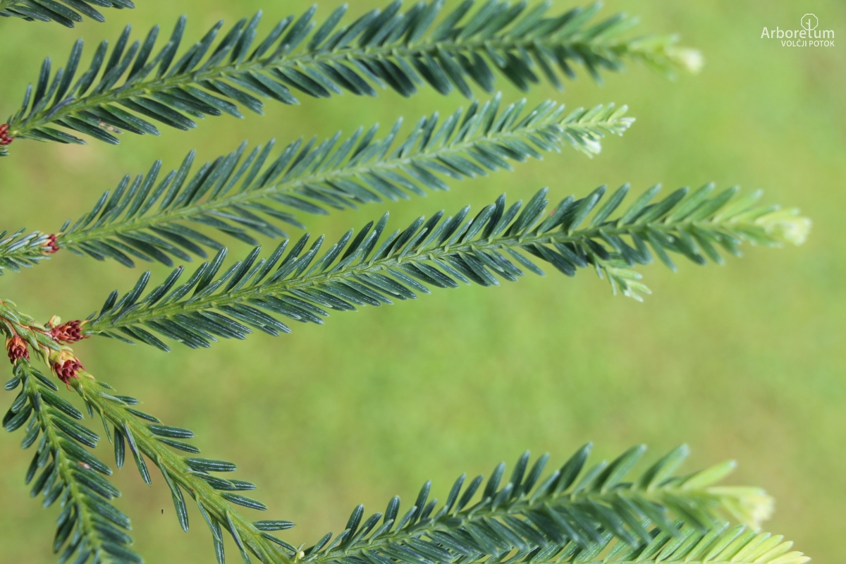 K2-140_Sequoia sempervirens ‘Adpressa’_v2