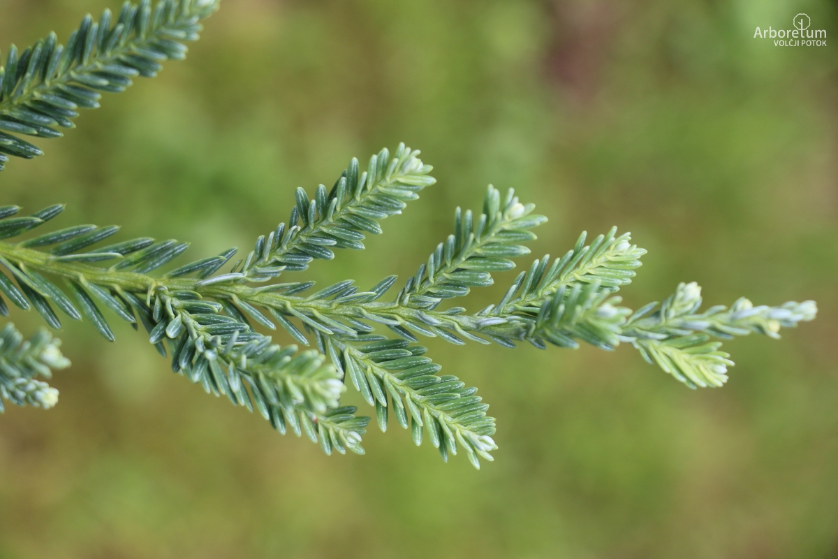 K2-140_Sequoia sempervirens ‘Adpressa’_v3