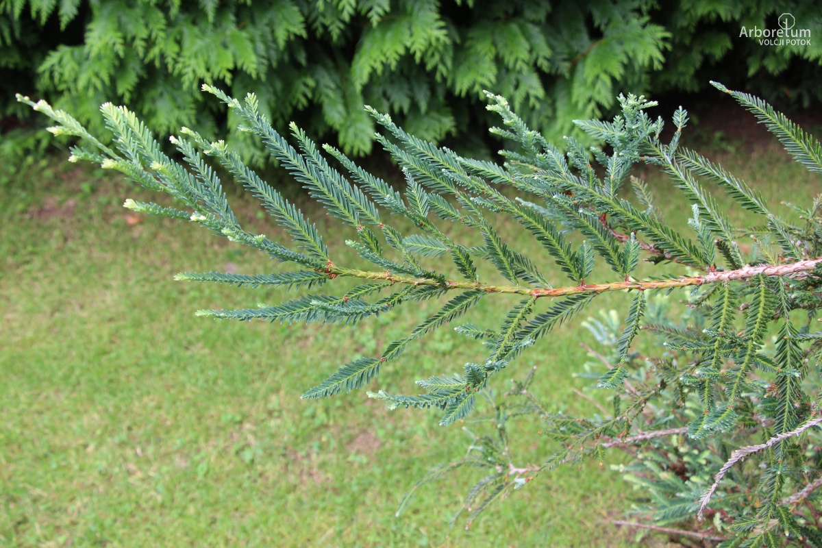 K2-140_Sequoia sempervirens ‘Adpressa’_v4