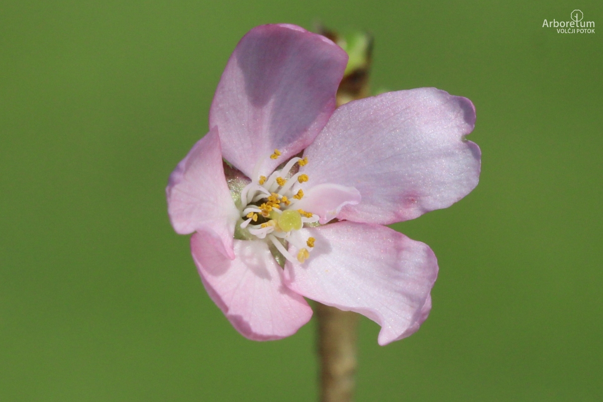 L-1-94_Prunus × subhirtella ‘Pendula Rubra’_c7