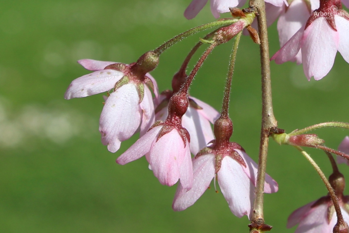 L-1-94_Prunus × subhirtella ‘Pendula Rubra’_c8