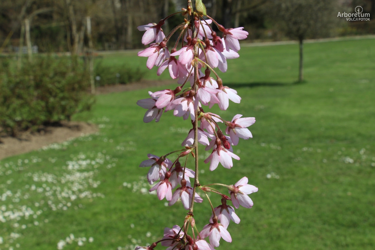 L-1-94_Prunus × subhirtella ‘Pendula Rubra’_v12