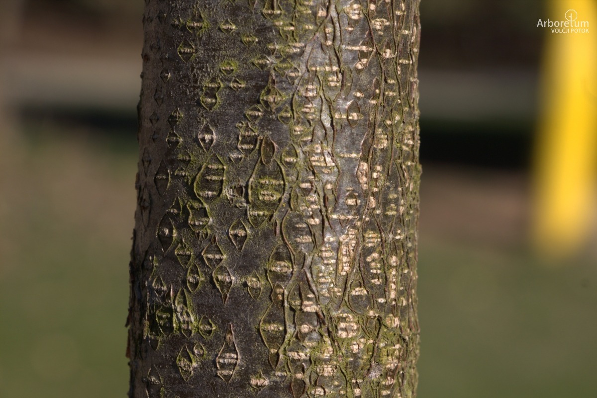 L-10-111_Alnus × spaethii_d5