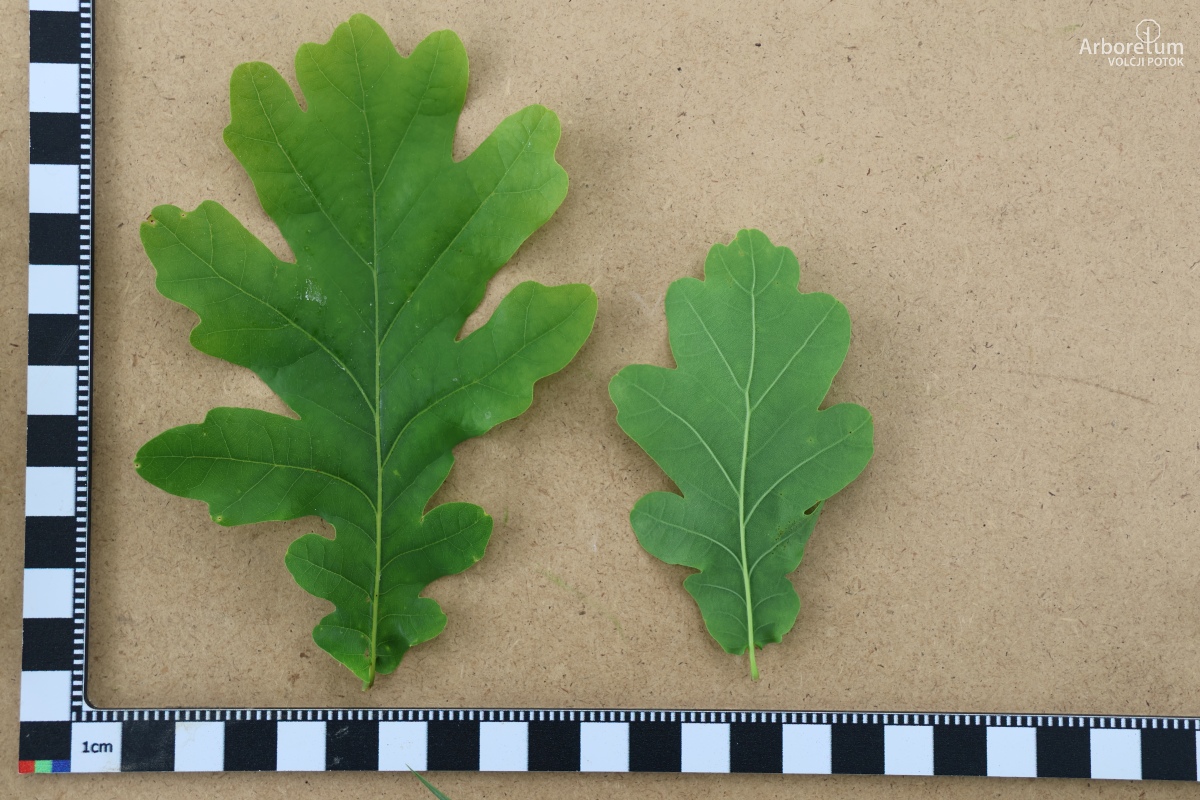 L-2-39_Quercus robur_l