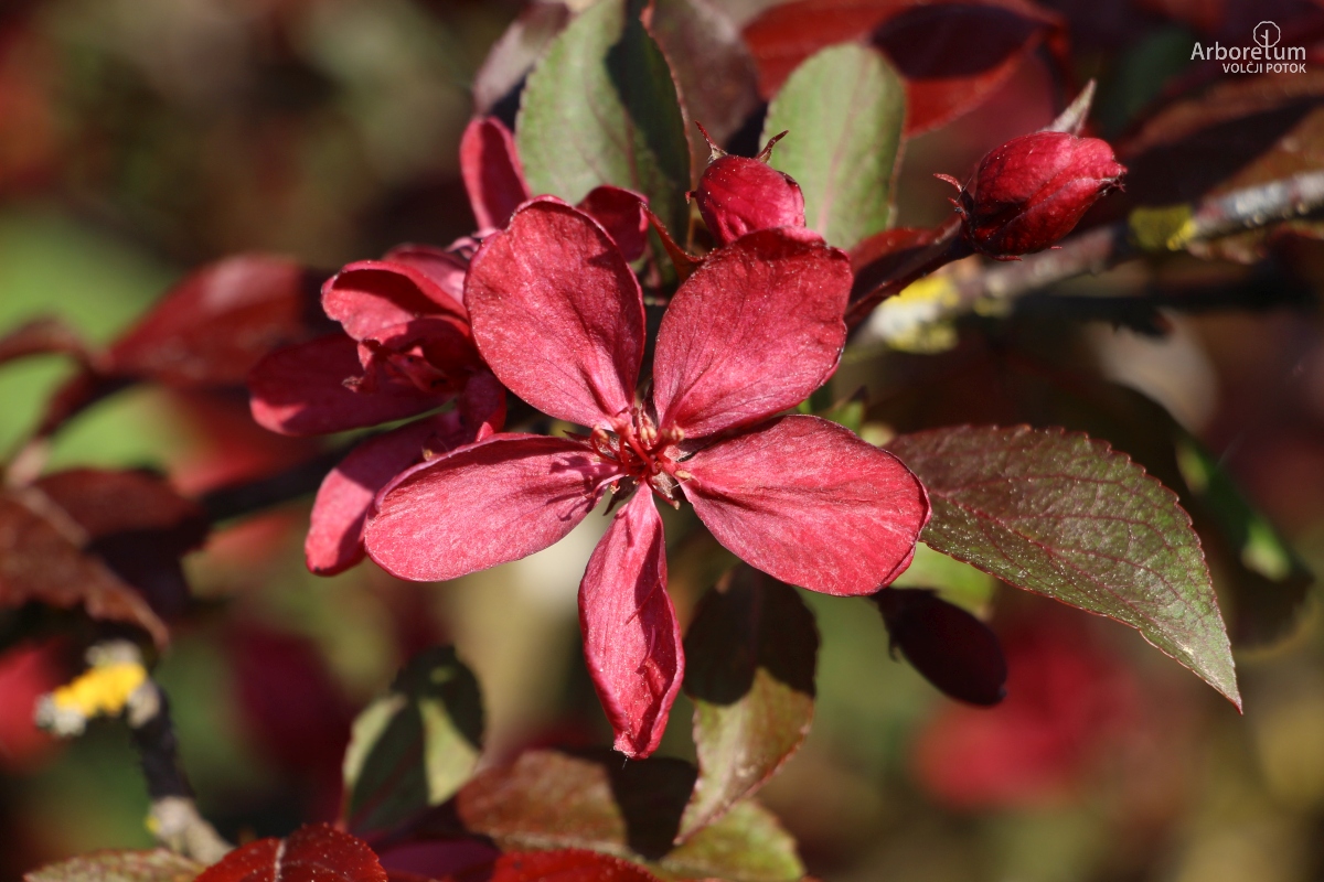 L-3-65_Malus ‘Royal Beauty’_c10