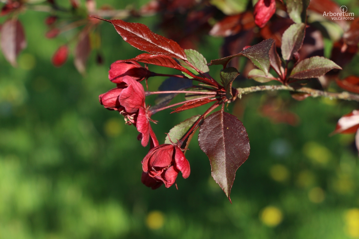 L-3-65_Malus ‘Royal Beauty’_c11