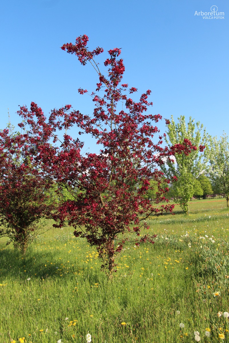 L-3-65_Malus ‘Royal Beauty’_h10