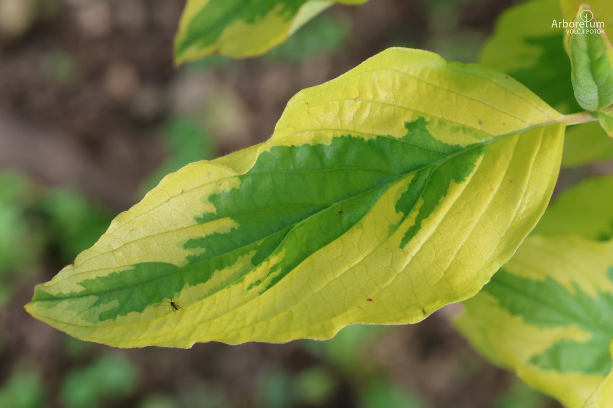 M-1-20_Cornus florida ‘Rainbow’_l