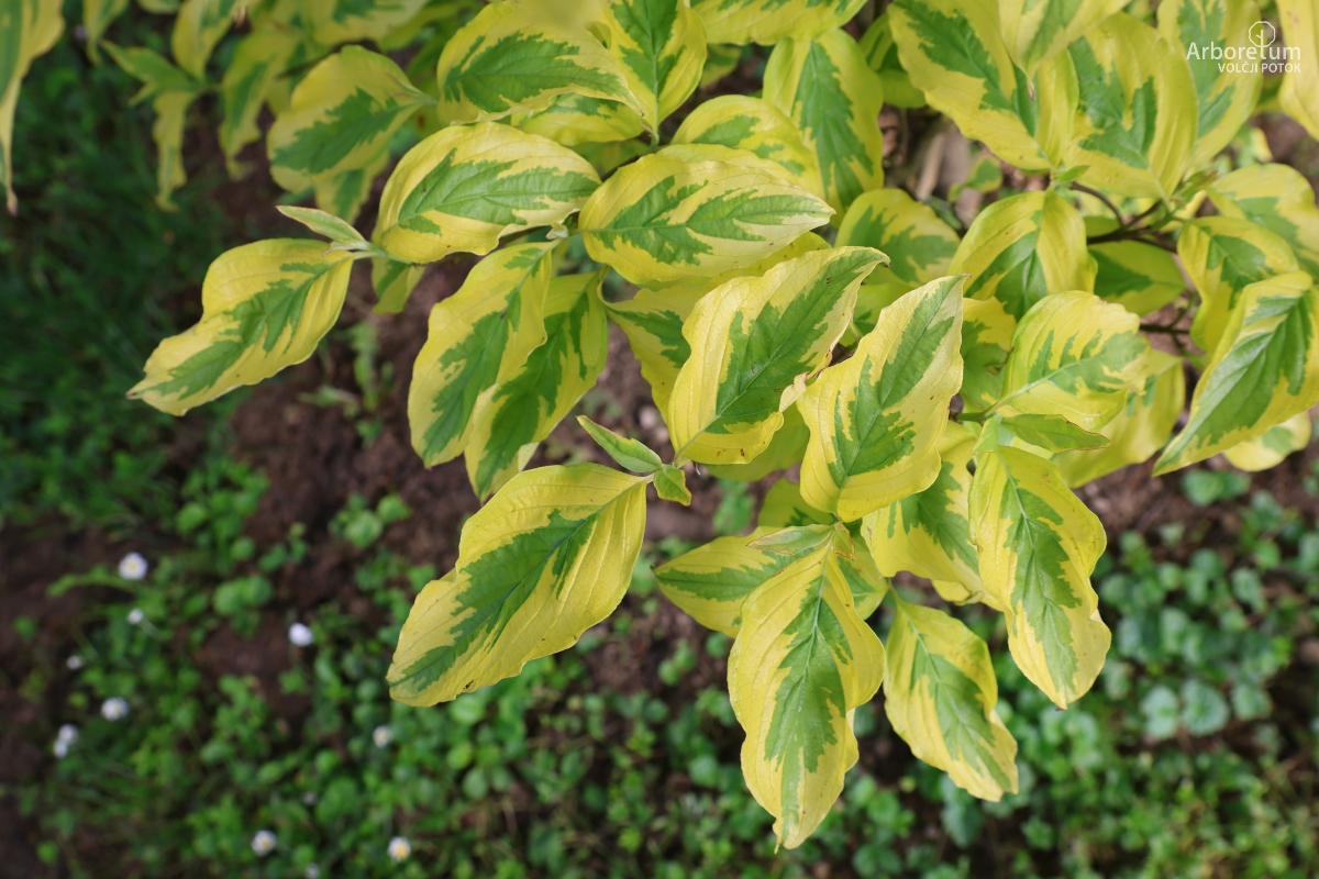 M-1-20_Cornus florida ‘Rainbow’_v