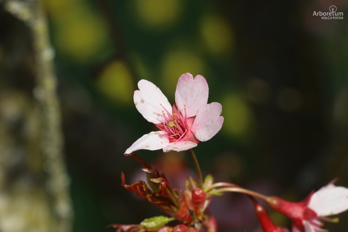 N-1-113_Prunus incisa ‘Paean’_c11