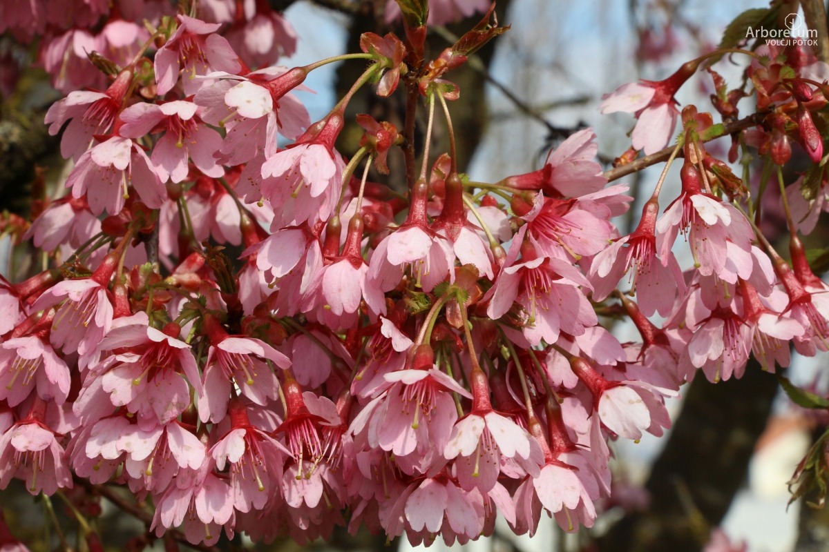 N-1-113_Prunus incisa ‘Paean’_c8