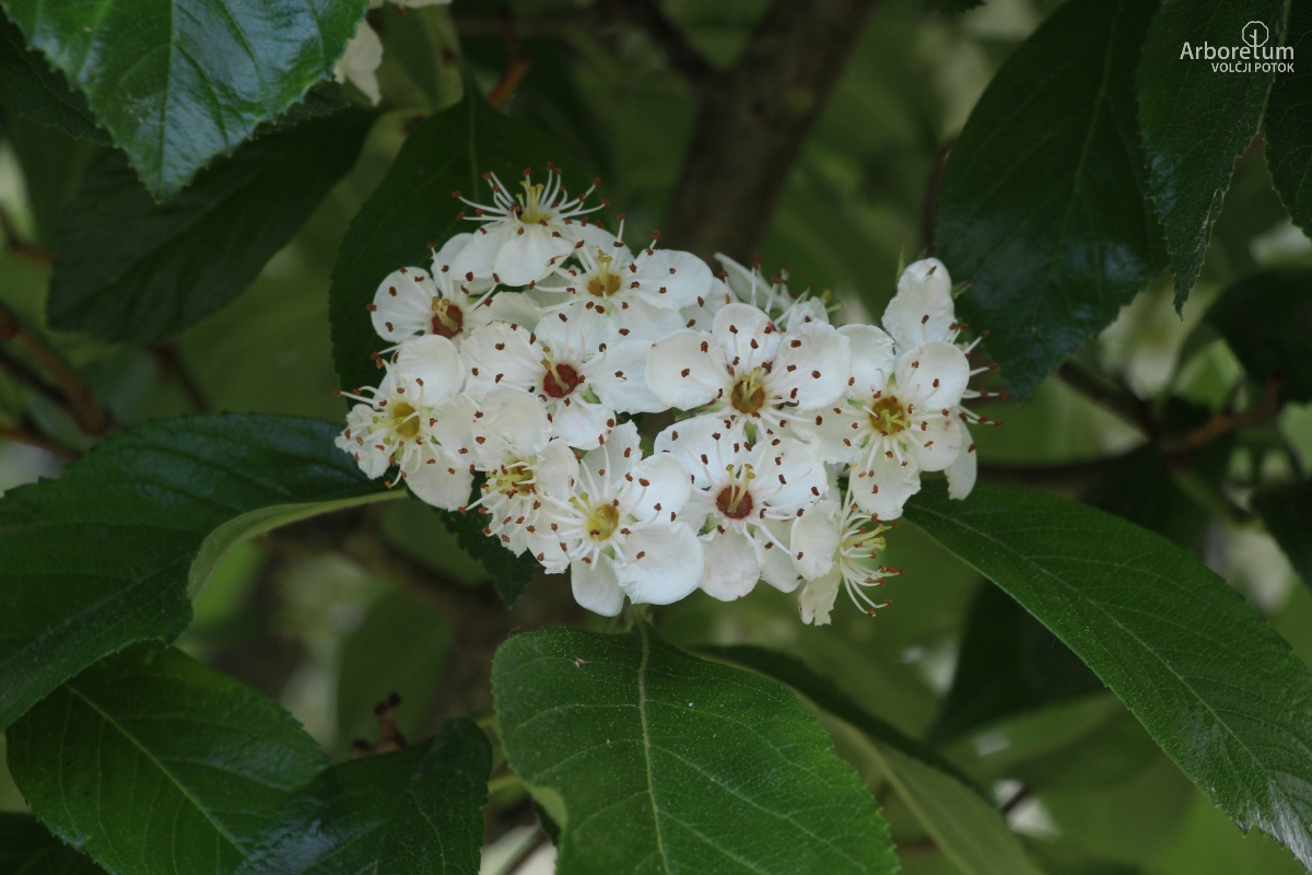 N-1-132_Crataegus × lavalleei ‘Carrierei’_c3_maj