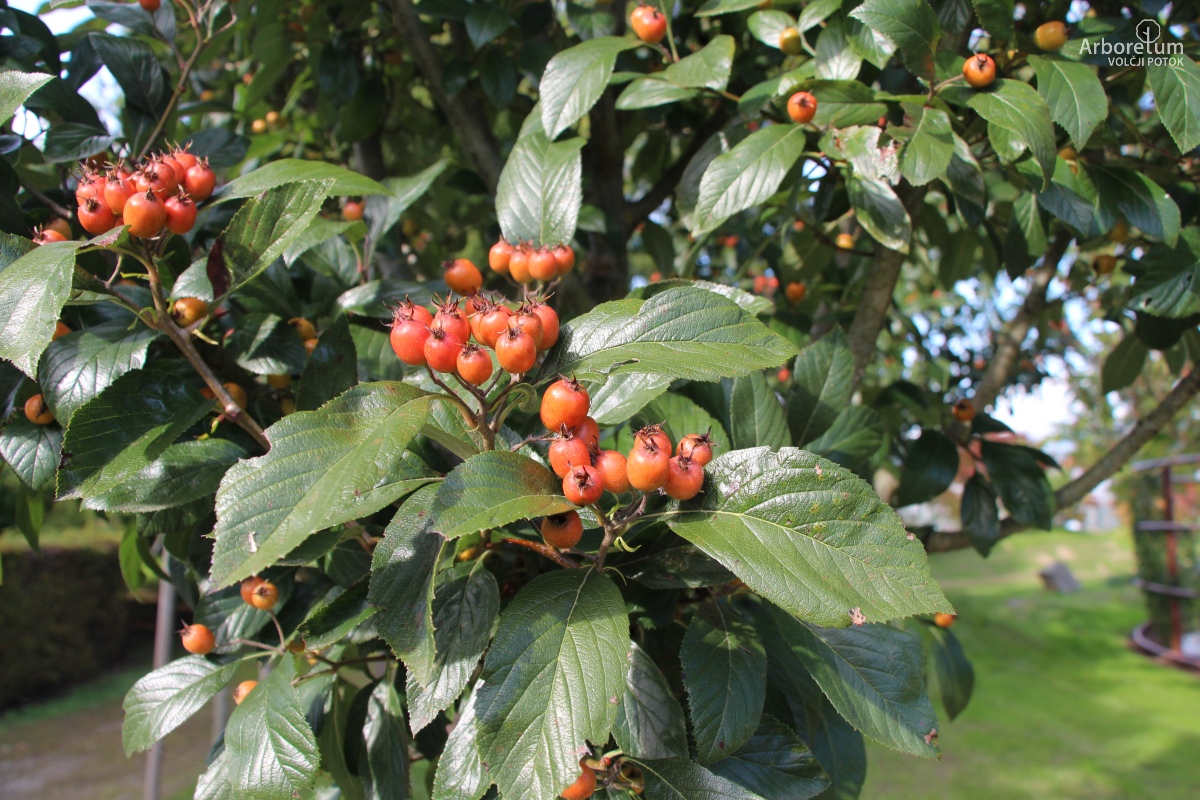 N-1-132_Crataegus × lavalleei ‘Carrierei’_p4