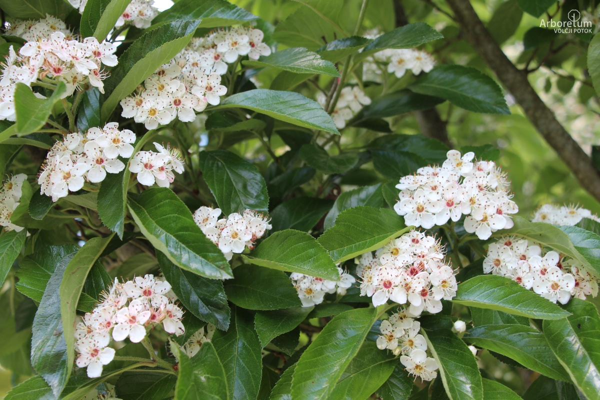 N-1-132_Crataegus × lavalleei ‘Carrierei’_v3_maj