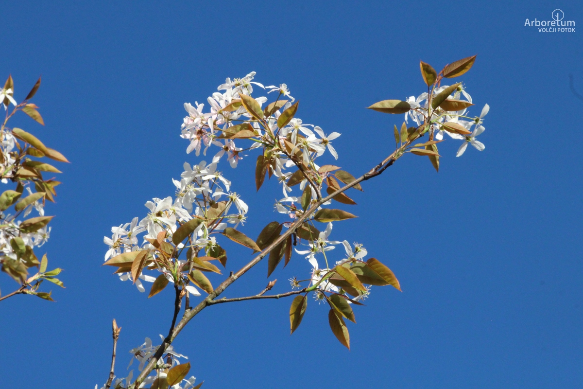 N-1-139_Amelanchier arborea ‘Robin Hill’_c5