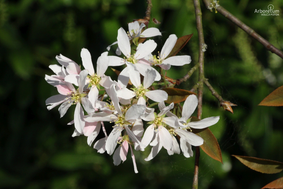N-1-139_Amelanchier arborea ‘Robin Hill’_c7