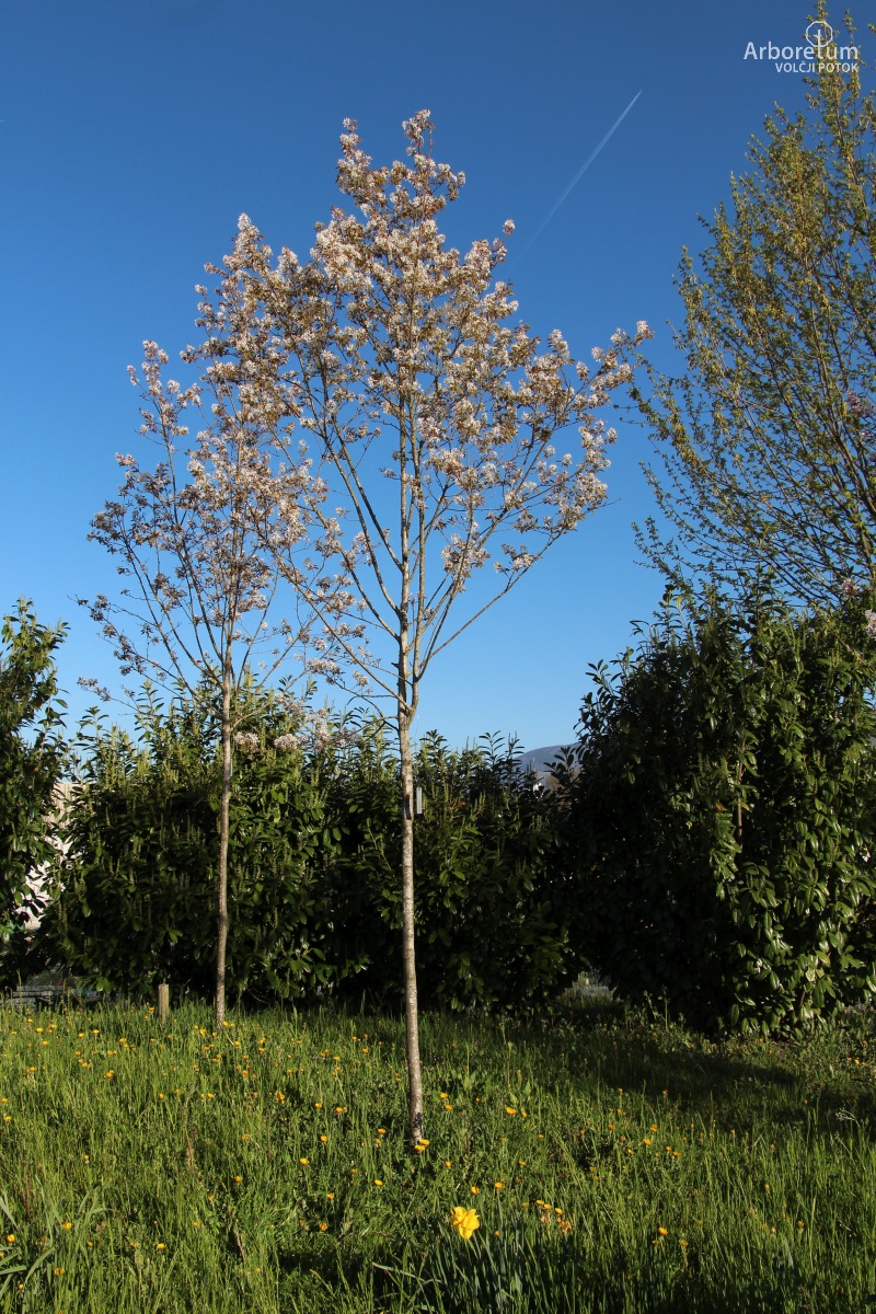 N-1-139_Amelanchier arborea ‘Robin Hill’_h4