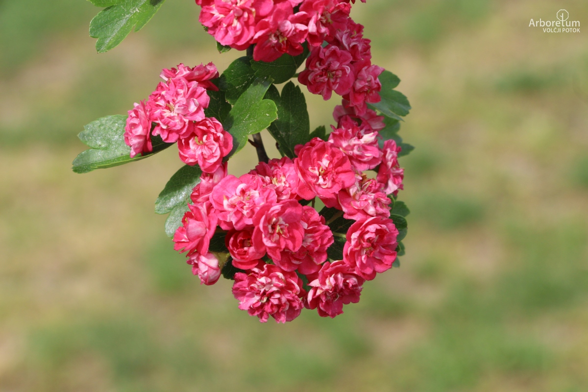 N-1-161_Crataegus laevigata ‘Paul’s Scarlet’_c