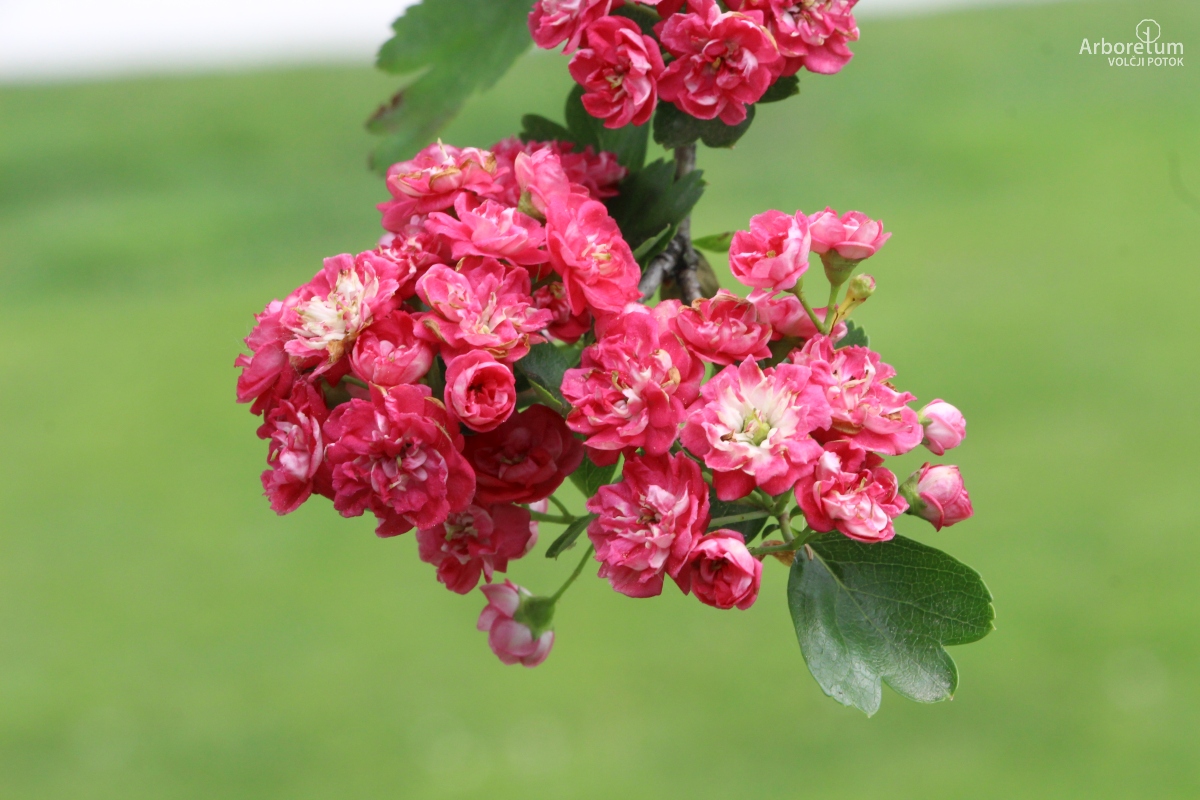 N-1-161_Crataegus laevigata ‘Paul’s Scarlet’_c2