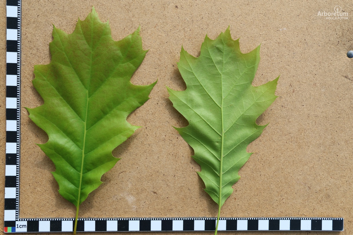 N-1-85_Quercus rubra_l5