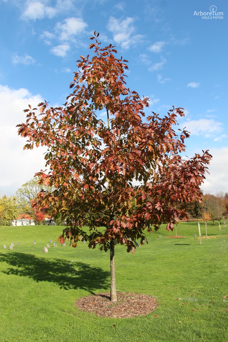 N-1-85_Quercus rubra_oktober_h55