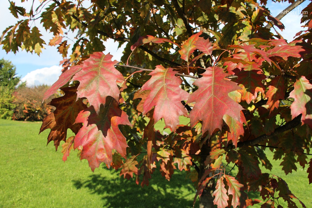 N-1-85_Quercus rubra_oktober_v55