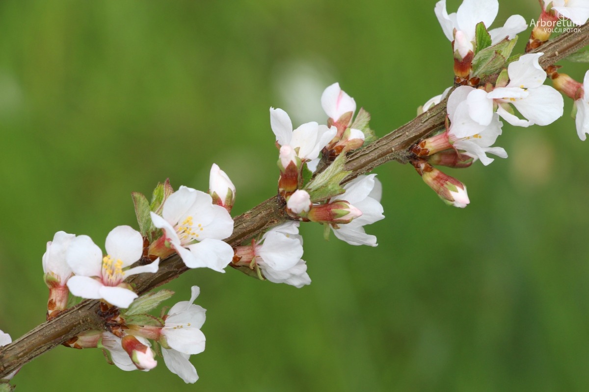 N-2-80_Prunus tomentosa_v4