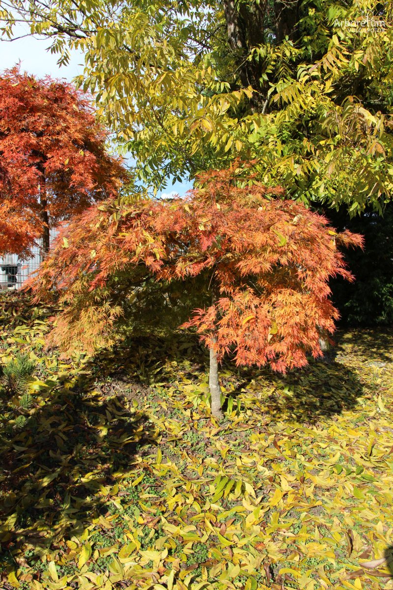 N-3-28_Acer palmatum ‘Jeddeloh Orange’_oktober_h55