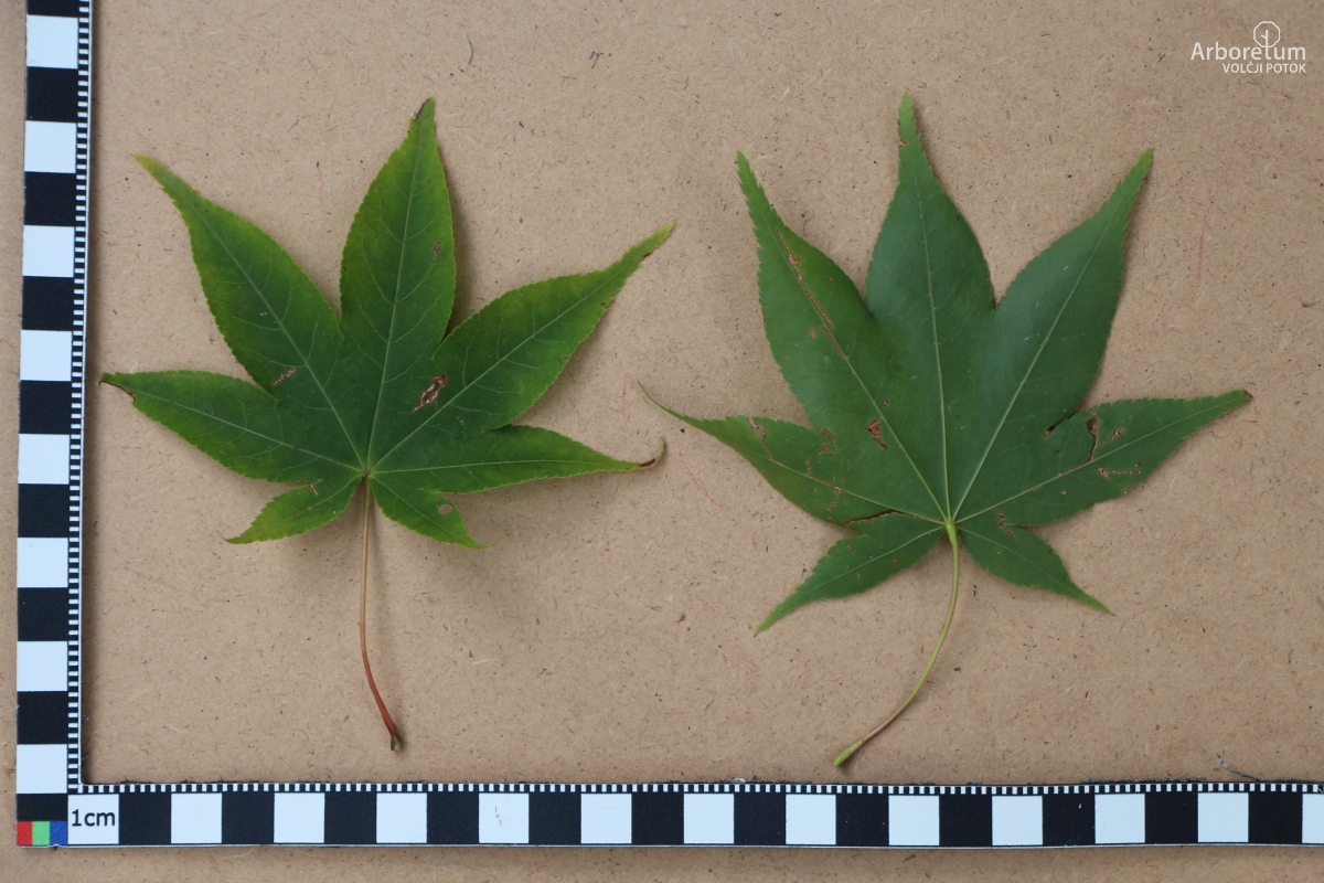 N-4-23_Acer palmatum ‘Osakazuki’_l15