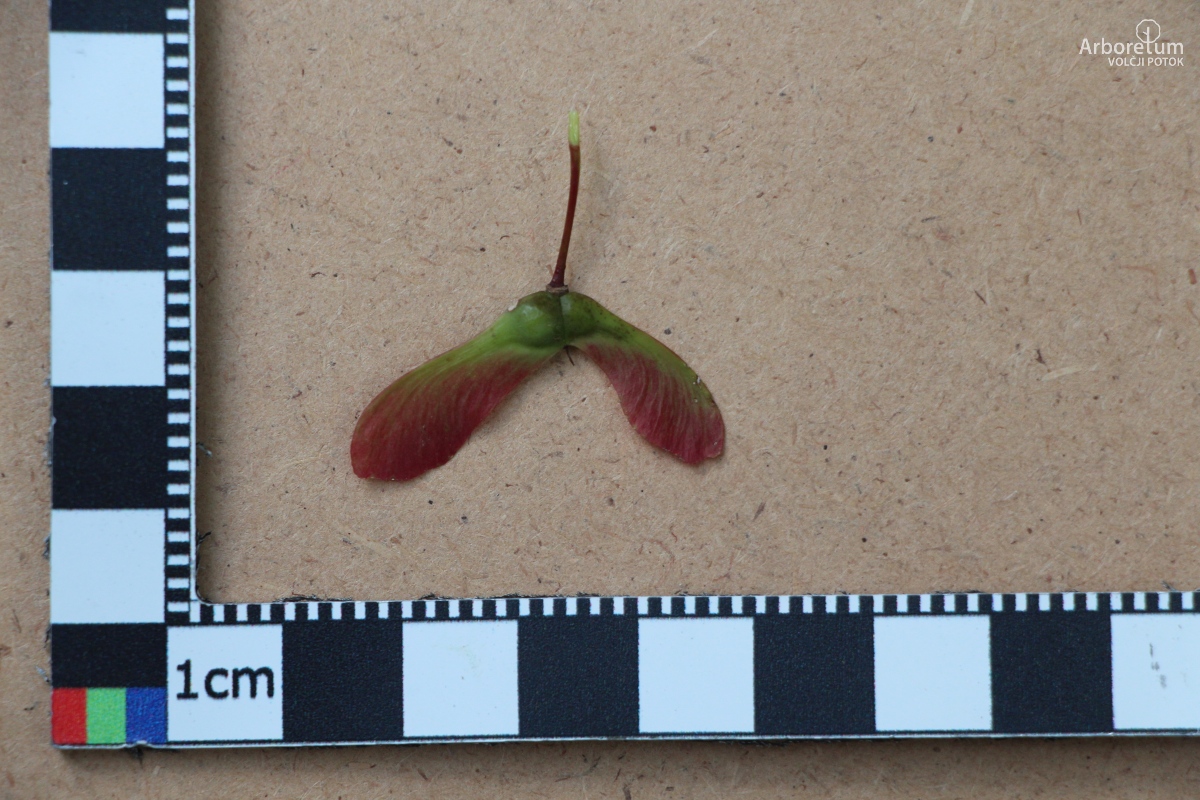 N-4-23_Acer palmatum ‘Osakazuki’_p10