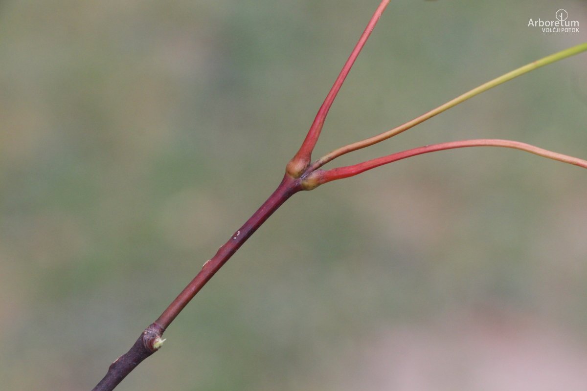 N-4-23_Acer palmatum ‘Osakazuki’_v10