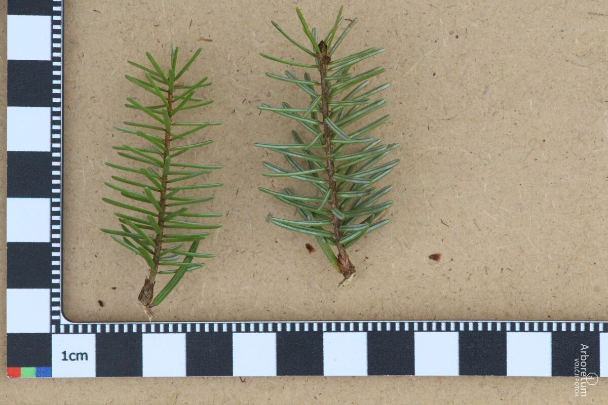 N-5-11_Picea omorika ‘Pendula Bruns’_l5