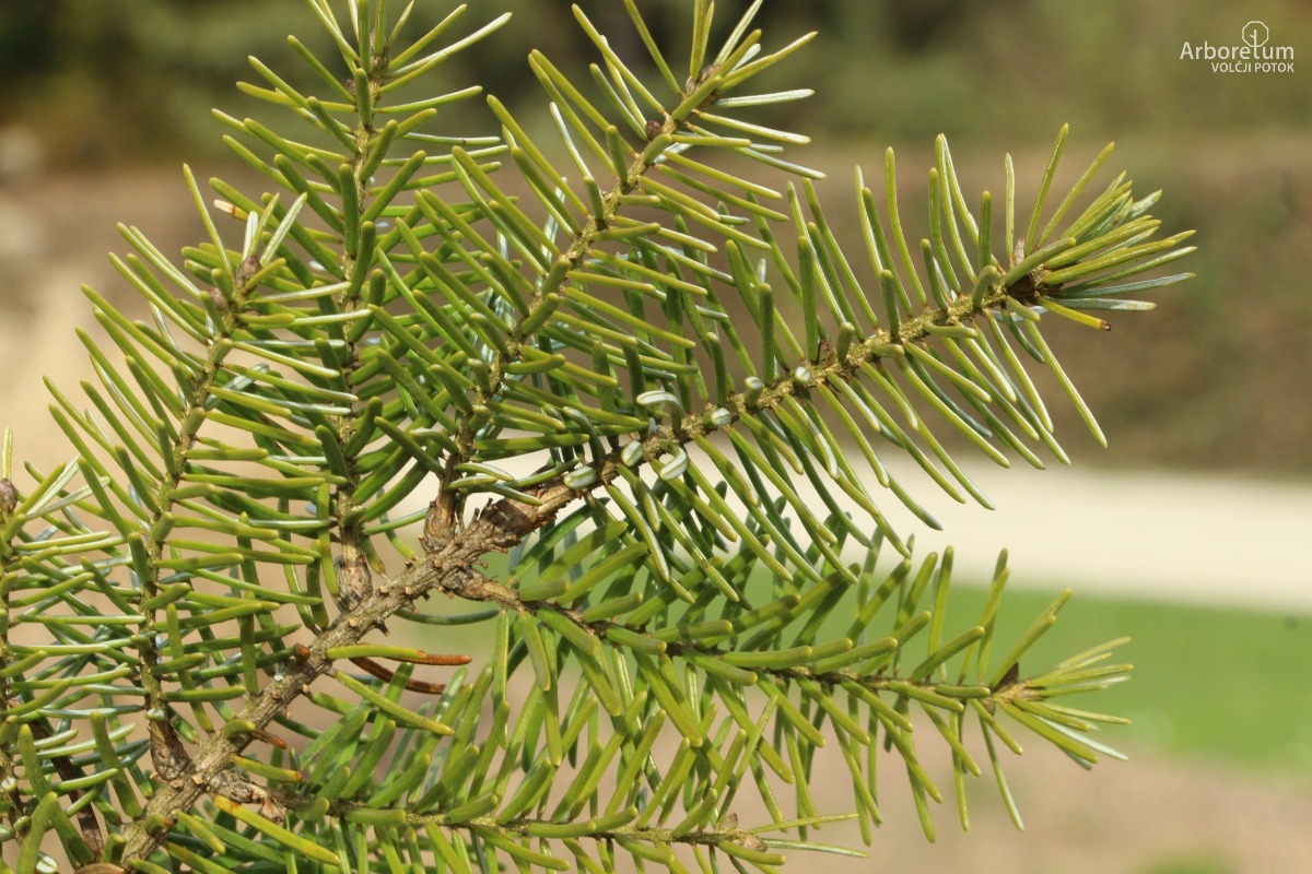 N-5-11_Picea omorika ‘Pendula Bruns’_v5