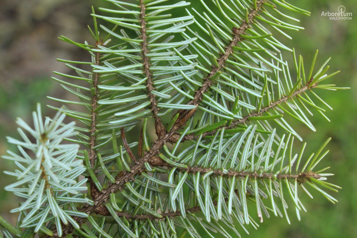 N-5-11_Picea omorika ‘Pendula Bruns’_v8
