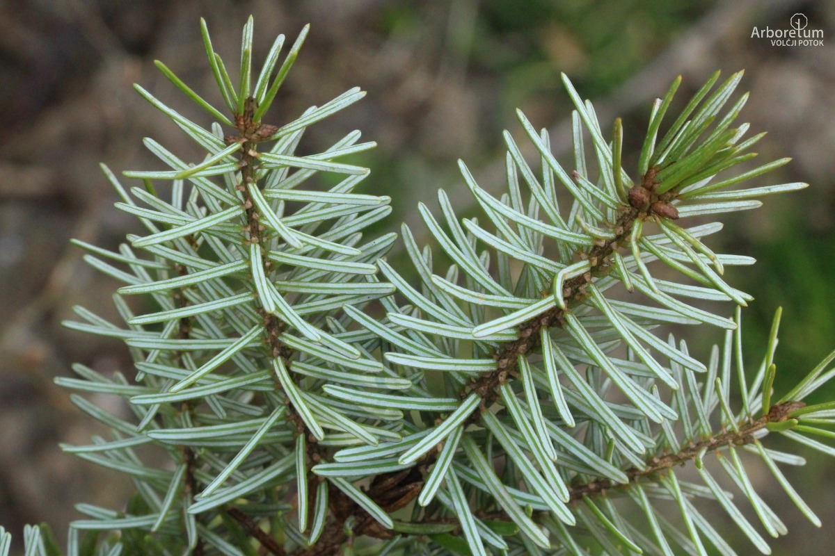 N-5-11_Picea omorika ‘Pendula Bruns’_v9