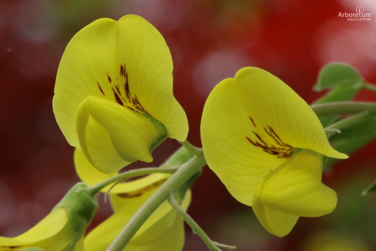 N-5-25_Laburnum × watereri_c5_april