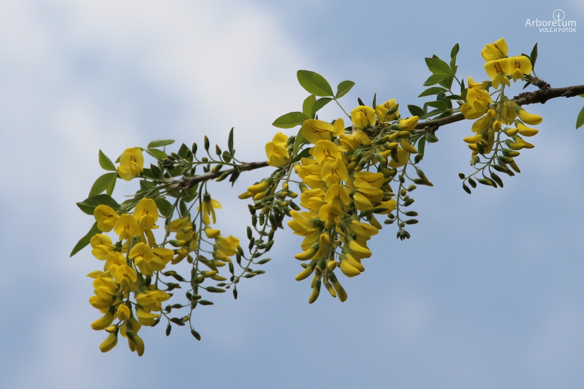 N-5-25_Laburnum × watereri_c6_april