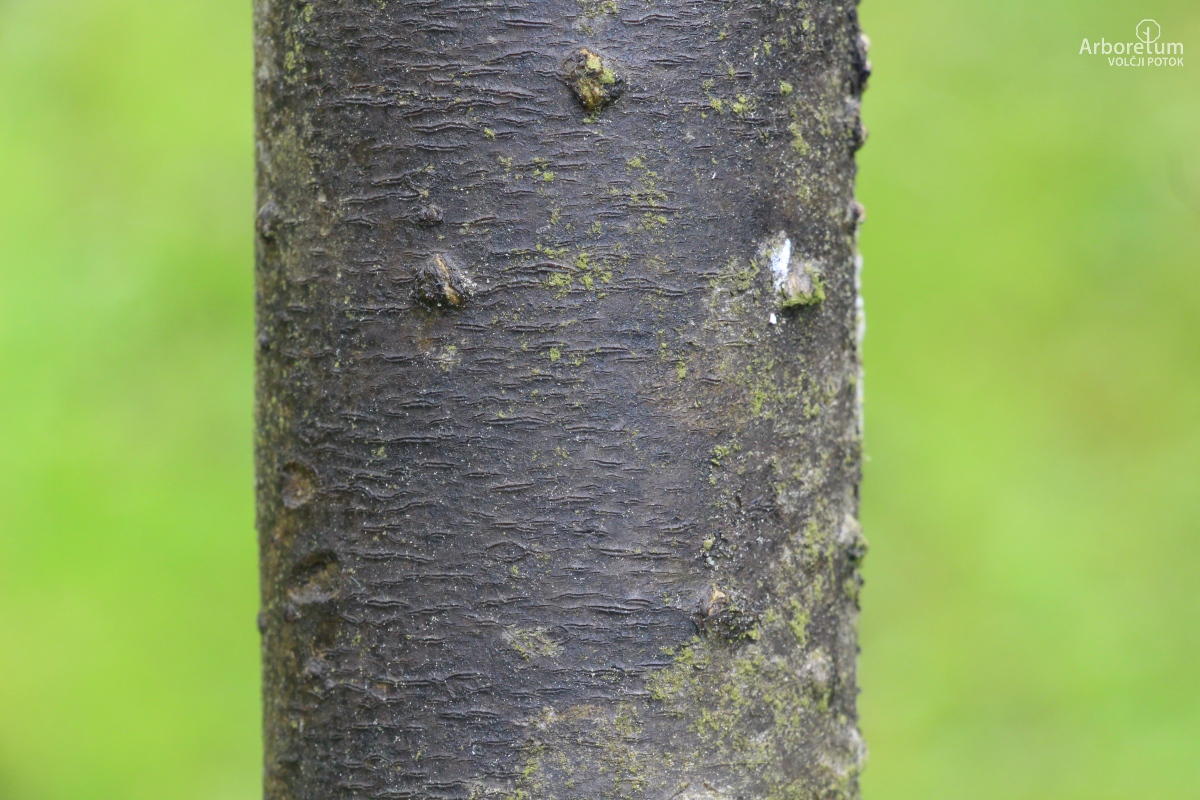 N-5-25_Laburnum × watereri_d5_april