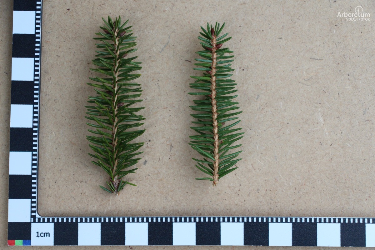 N-5-32_Picea abies ‘Nidiformis’_l5