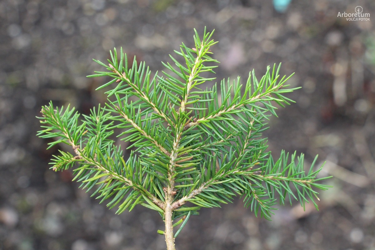 N-5-32_Picea abies ‘Nidiformis’_v4