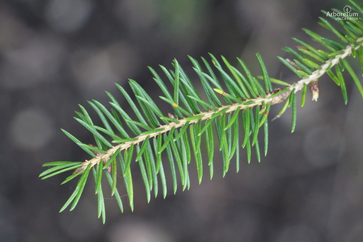 N-5-32_Picea abies ‘Nidiformis’_v5