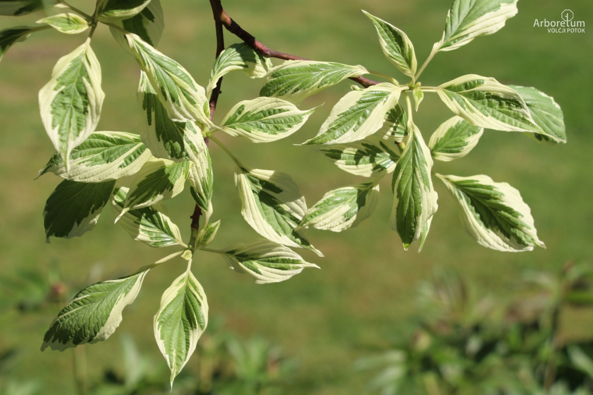 N-5-38_Cornus controversa ‘Variegata’_v10_april