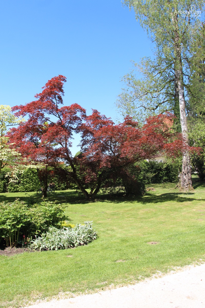 N-5-40_Acer palmatum var. heptalobum_h10_april