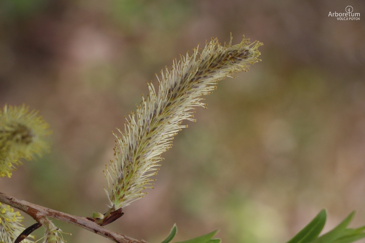 N-5-4_Salix udensis ‘Sekka’_c6