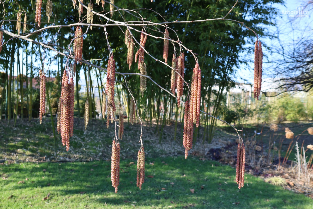 N1-49_Alnus x spaethii_p3