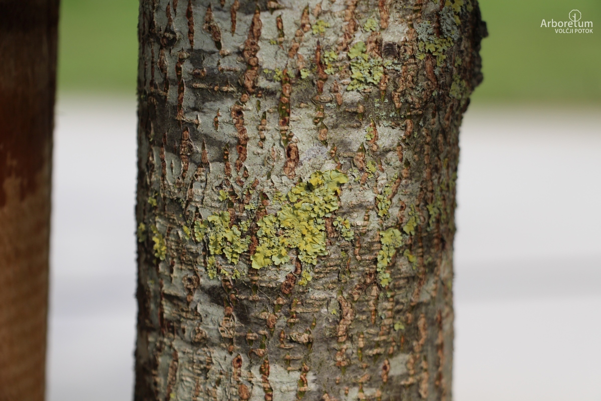 N1-51_Alnus × spaethii_d