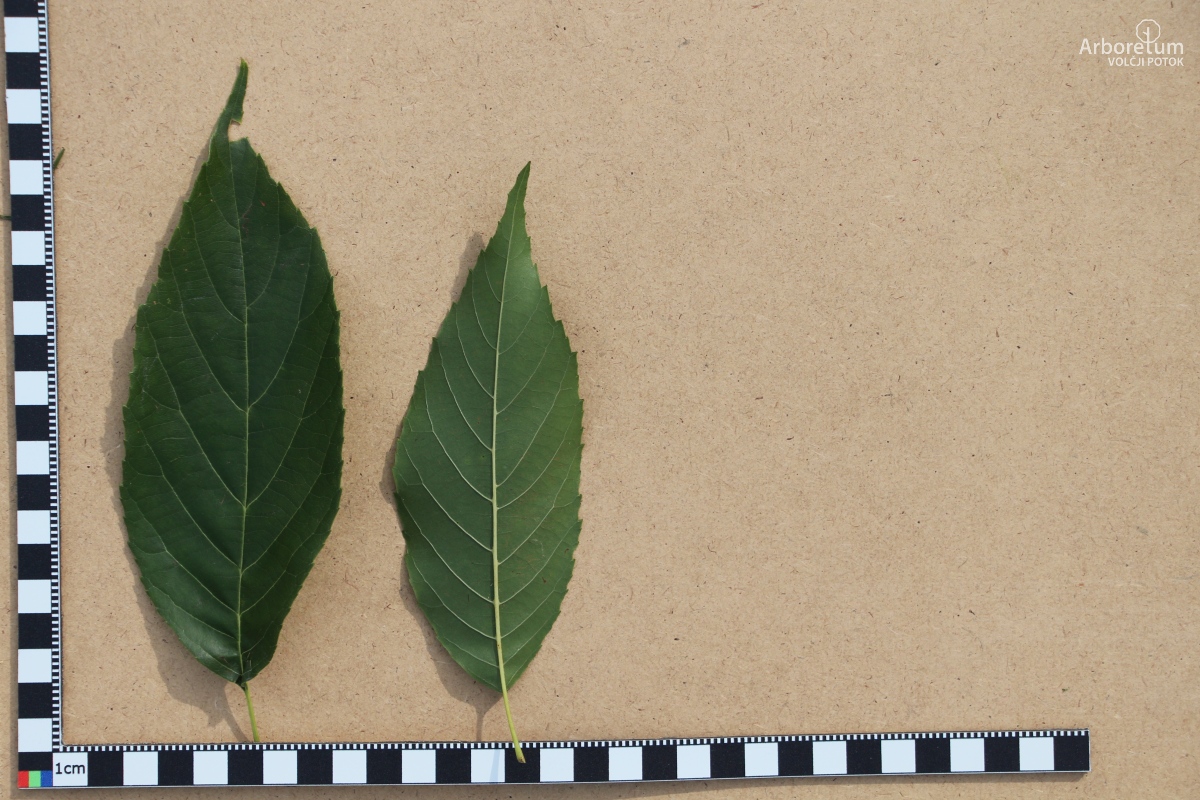 N1-51_Alnus × spaethii_l