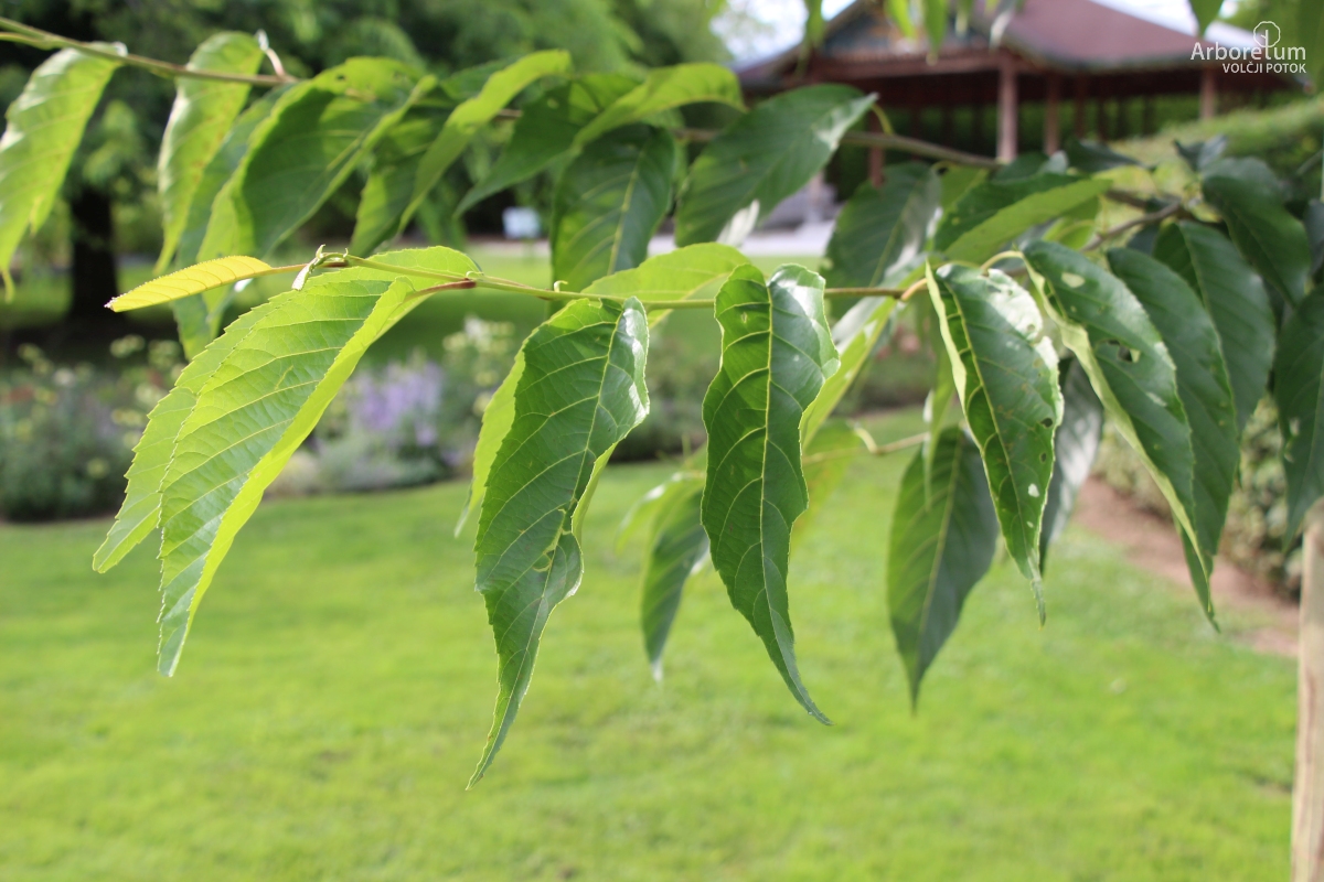 N1-51_Alnus × spaethii_v3