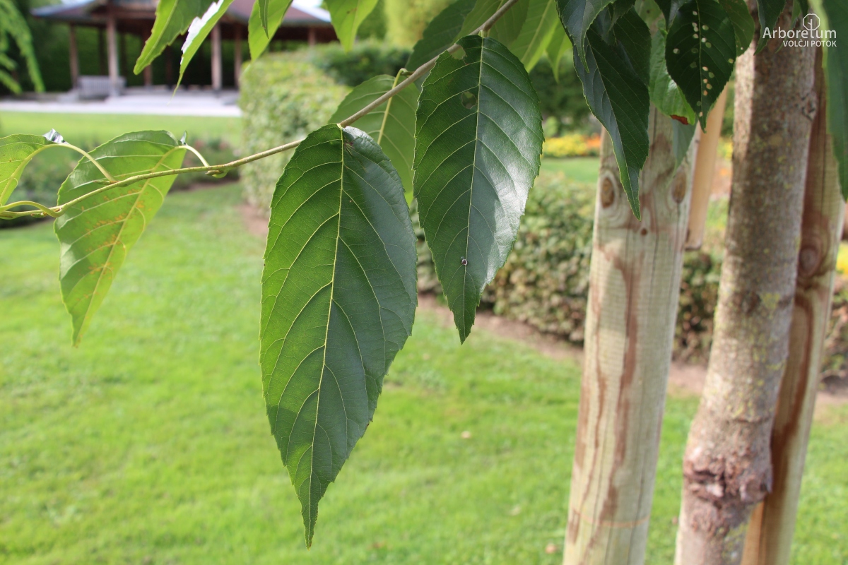 N1-51_Alnus × spaethii_v4