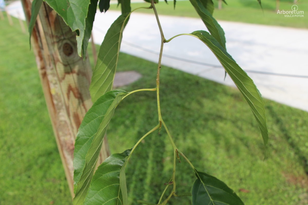 N1-51_Alnus × spaethii_v5